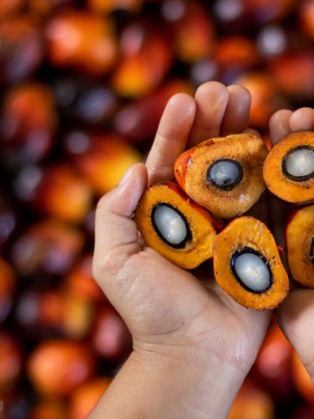Procurement Challenges Faced by Palm Oil Manufacturers